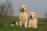 GOLDEN RETRIEVER 989